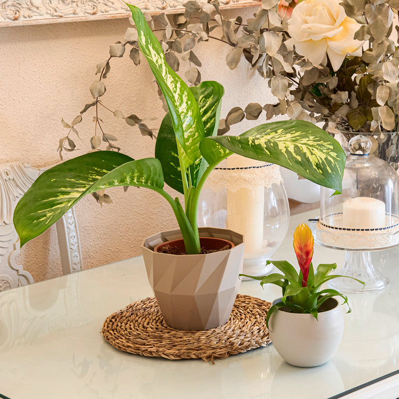Areca Palm - Set de 4 Macetas Redondas Decorativas 16 cm con Textura. Gris