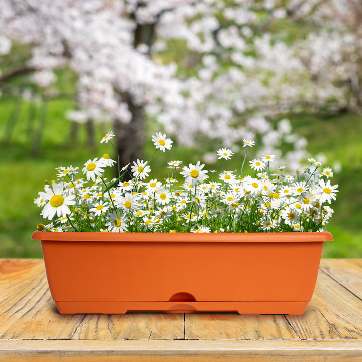 Plastic Forte - Lote de 2 Jardineras Balconeras 60 cm con Platos Integrados. Terracota