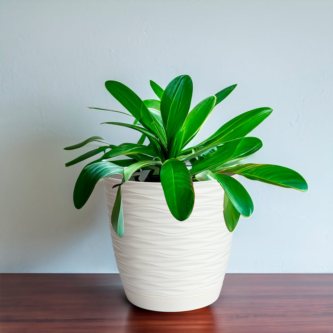 Areca Wind - Maceta Decorativa Redonda 27 cm con Plato Integrado. Blanco Roto