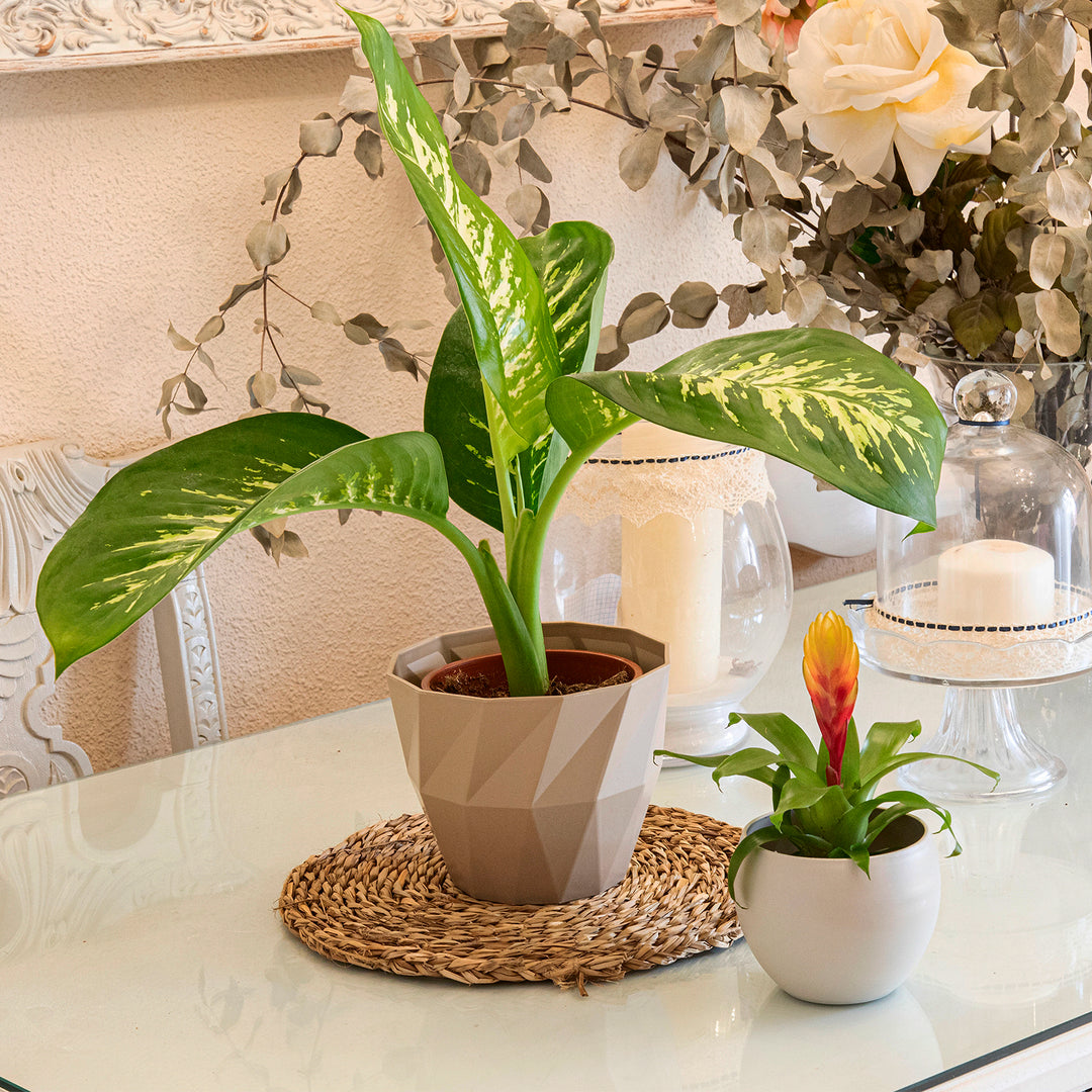 Areca Wind - Maceta Decorativa Cuadrada 17 cm con Plato Integrado. Taupe