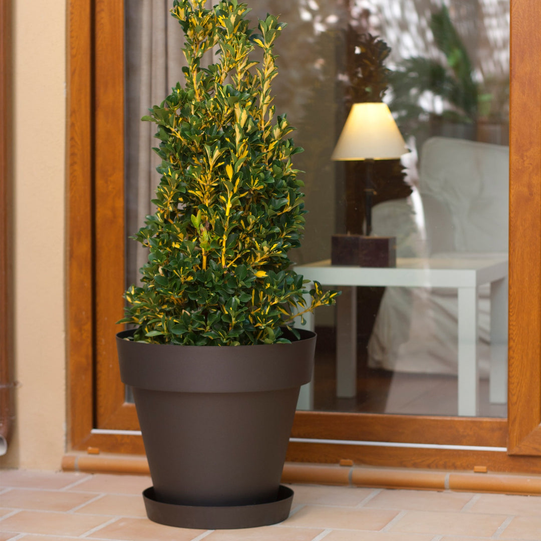 Plastiken TES - Plato Redondo Ø17 cm para Macetas de 22 cm. Blanco